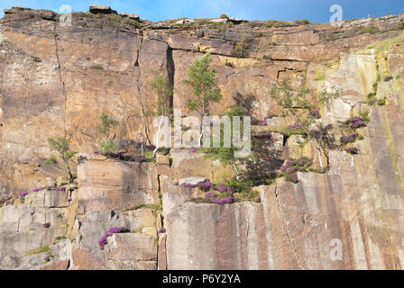 Silver birch saplings and pink heather in flower growing on the cliff face of Millstone Edge, Derbyshire, UK Stock Photo