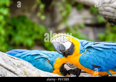 Colorful couple macaws sitting background / parrots background. Stock Photo