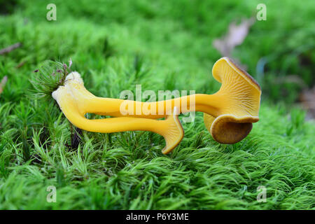 Craterellus lutescens mushroom, also known as Cantharellus lutescens or Cantharellus xanthopus or Cantharellus aurora Stock Photo
