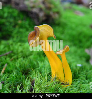Craterellus lutescens mushroom, also known as Cantharellus lutescens or Cantharellus xanthopus or Cantharellus aurora Stock Photo