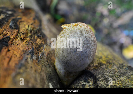 rare volvariella bombycina mushroom in bulb stage Stock Photo