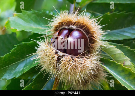 Chestnuts In chestnut on tree / detail of ripe chestnuts on tree plant. Stock Photo