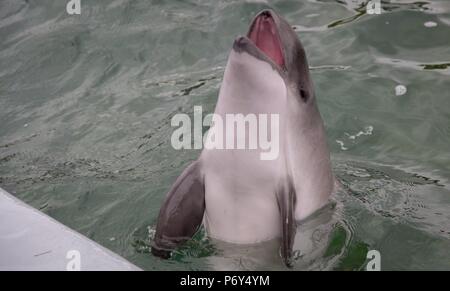 Dolphin opens its mouth in the Netherlands Stock Photo