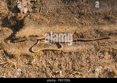 A pair of slow-worms, Anguis fragilis, that were hiding under a sheet of corrugated metal in a grassy meadow next to a garden. The slow-worm is a legl Stock Photo