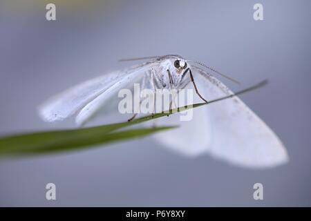 Common white wave moth, Cabera pusaria Stock Photo