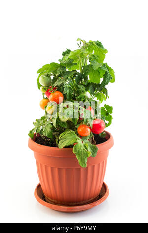 Cherry Tomatoes in a Pot Isolated on White. Stock Photo