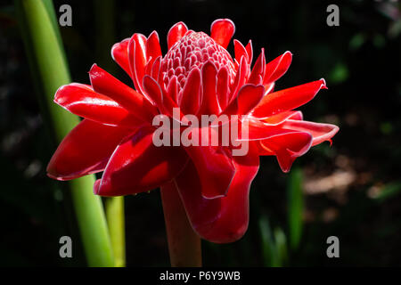 Torch ginger (Etlingera elatior) flower closeup, red - Fort Lauderdale, Florida, USA Stock Photo