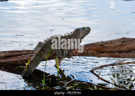 Green iguana (iguana iguana) perched on tree branch overhanging lake with tail in water - Davie, Florida, USA Stock Photo
