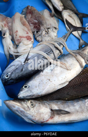 Philippines, Palawan, Culion Island, fresh catch Stock Photo