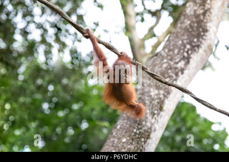 Portrait of a cute baby orangutan having fun in the greenery of a rainforest. Singapore. Stock Photo