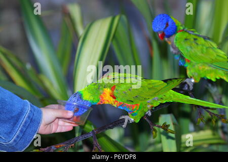 Rainbow Lorikeets are friendly parrot like birds that feed from your hand at Paradise Park in Hayle, Cornwall Stock Photo
