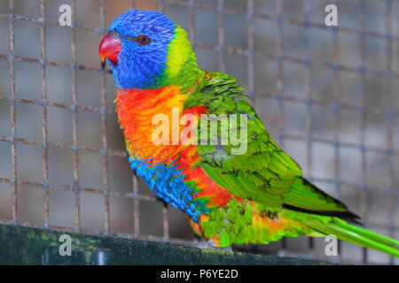 Rainbow Lorikeets are friendly parrot like birds that feed from your hand at Paradise Park in Hayle, Cornwall Stock Photo