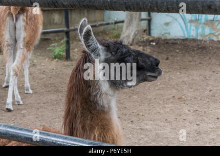 Adult female llama in the contact zoo close-up Stock Photo