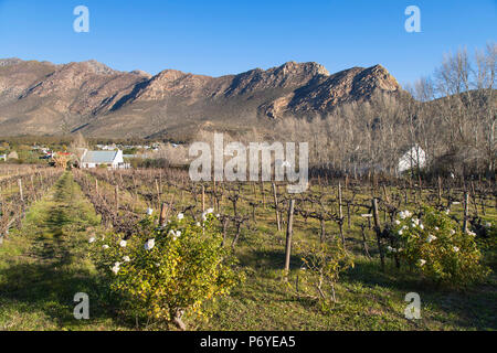 Vineyard, Montagu, Western Cape, South Africa Stock Photo