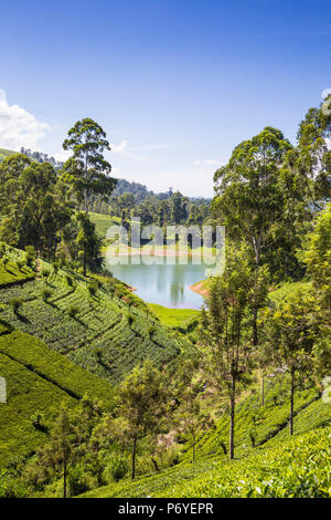 Sri Lanka, Hatton, View of tea estate and Castlereagh Lake Stock Photo