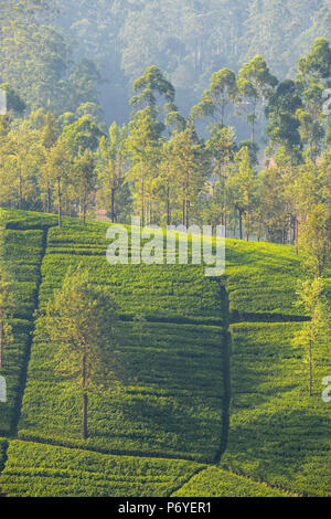 Sri Lanka, Hatton, Castlereagh Lake, Tea Estate Stock Photo