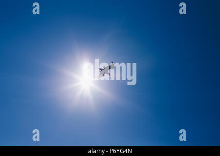 Silhouette of flying bird in front of sun rays Stock Photo