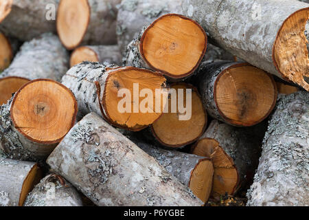 Messy pile of fresh cut aspen logs Stock Photo
