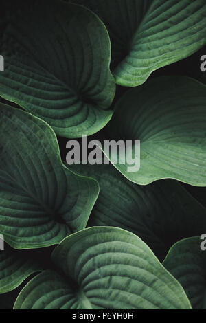 Close-up of green leaves Stock Photo