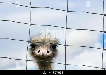 Lonesome ostrich looking firmly towards behind metallic string fence Stock Photo