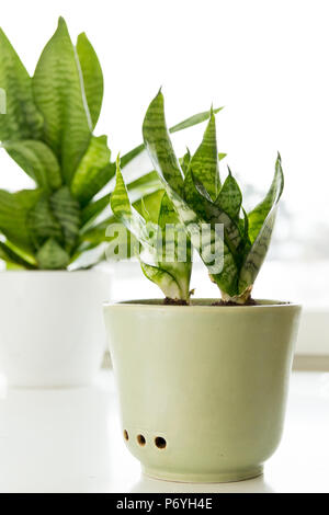 Two Bird’s Nest Sansevieria plants Stock Photo