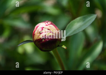A tight peony (paeony, paeonia, paeoniaceae) bud against a natural green background. Stock Photo