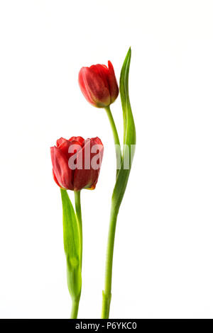 Two red tulips photographed against a white background Stock Photo