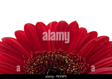 Red Gerbera photographed against a white background Stock Photo