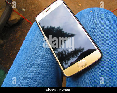 Cell Phone with Cracked Screen Showing Reflection of Pine Trees Stock Photo