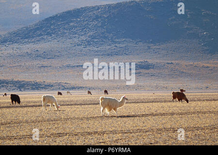 Many of Llamas grazing in the highland of Bolivia with the Andes in background Stock Photo