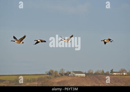 Birds in flight over PSPB Nature Reserve at West Sedge Moor on the Somerset Levels during their Big Wetland Duck Watch Stock Photo