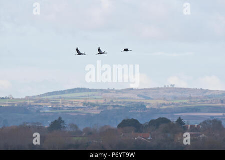 Three Cranesin flight over PSPB Nature Reserve at West Sedge Moor on the Somerset Levels during their Big Wetland Duck Watch Stock Photo