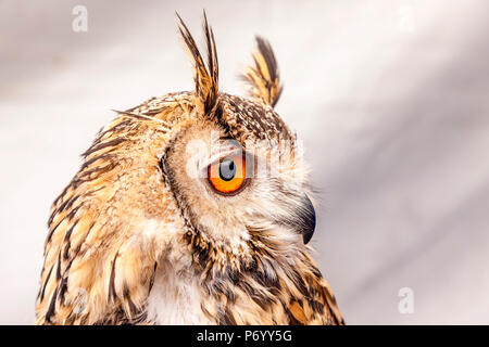 European Eagle Owl Stock Photo