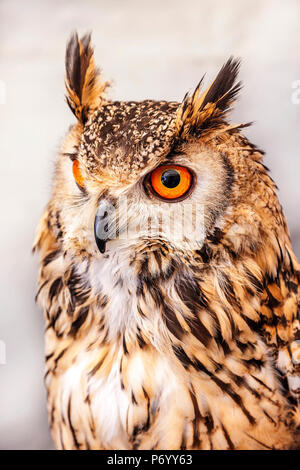 European Eagle Owl Stock Photo