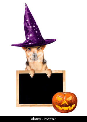Funny Halloween dog wearing witch hat peeping behind blank blackboard or chalkboard isolated Stock Photo