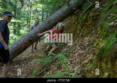 A lady walker ducks under a fallen pine tree on a trail up to  Saint Michael's church, on 23rd June 2018, in Celje, Slovenia. Stock Photo