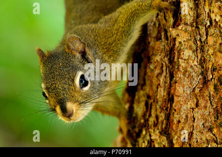 A red squirrel 'Tamiasciurus hudsonicus'' climbing on the trunk of a spruce tree Stock Photo