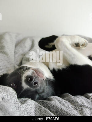 Dog laying on back in the bed Stock Photo