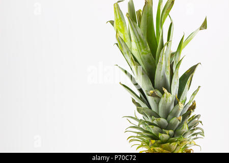 pineapple leaves isolated on white background. Stock Photo