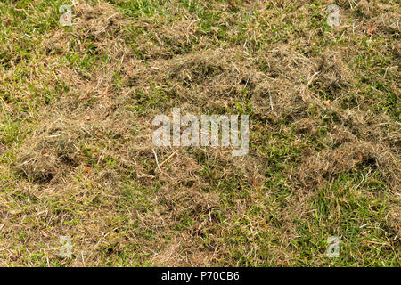 Green fresh mown grass covered by dry hay closeup Stock Photo