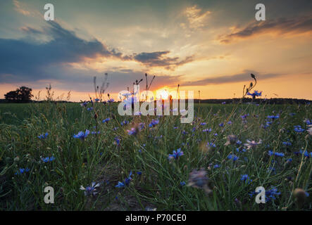 Warm orange sunset clouds over wild cornflower meadow in Poland, Europe Stock Photo