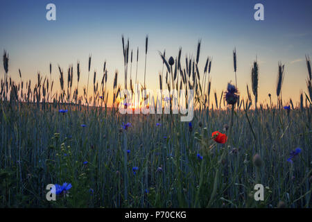 Blue cornflowers on summer wheat field in warm sunset light Stock Photo
