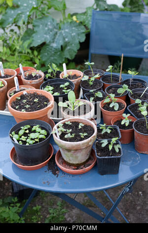 Seedlings on a garden table. Stock Photo