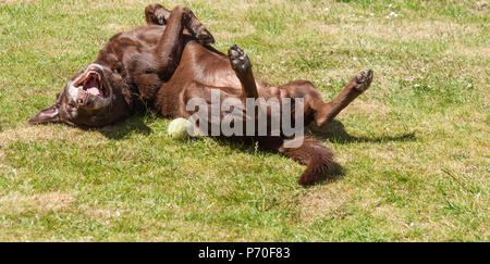 A brown/ red/ chocolate Labrador Retriever dog rolling about on his back on a lawn with his legs in the air Stock Photo