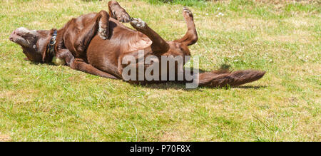 A brown/ red/ chocolate Labrador Retriever dog rolling about on his back on a lawn with his legs in the air Stock Photo