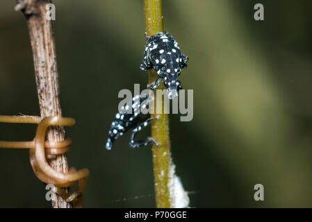 CLOSE UP VIEW OF TWO SPOTTED LANTERFLY NYMPHS (LYCORMA DELICATULA) ON A PLANT STEM, BERKS COUNTY, PENNSYLVANIA Stock Photo