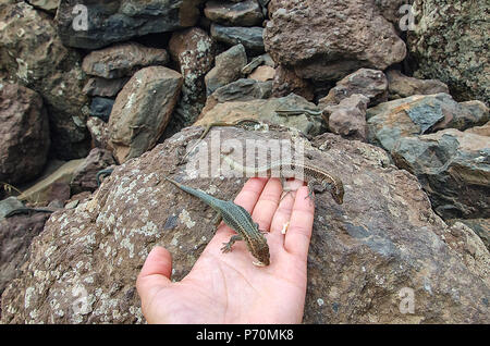 Two lizards are taking food from woman's hand stretched to rocks. Friendly interaction with wild life and environmental concepts. Selective focus. Pic Stock Photo