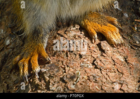 A close up horizontal image of a red squirrels "Tamiasciurus hudsonicus";  hind feet as he sits on rough tree bark. Stock Photo