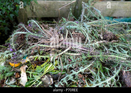 Dead thistle plants garden waste chucked on a food compost heap in rural Wales UK  KATHY DEWITT Stock Photo