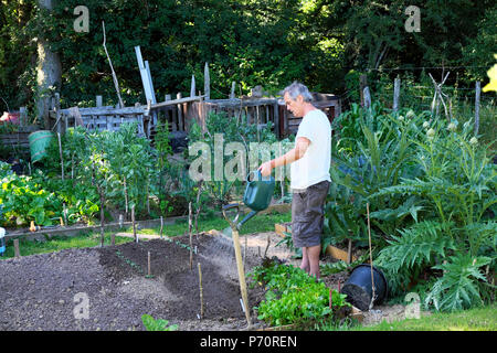 Man using watering can to water seedlings & vegetables growing in raised beds in garden 2018 summer heatwave in Carmarthenshire Wales UK  KATHY DEWITT Stock Photo